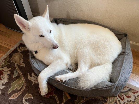 Happy white german shepherd :)