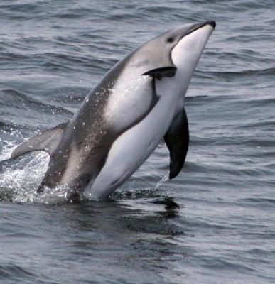 Pacific White-sided Dolphin