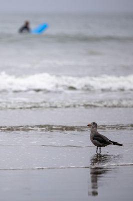 Manresa State Beach