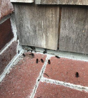 Carpenter Ants