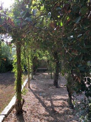 Courtyard Arbor