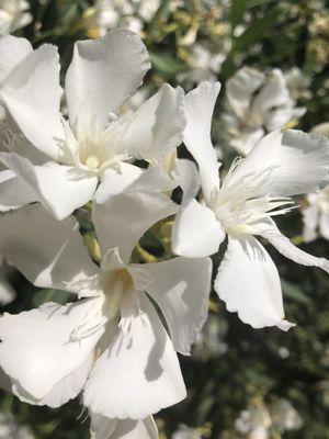 Gorgeous flowers