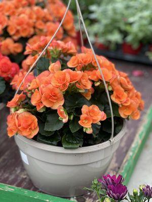 Hanging baskets