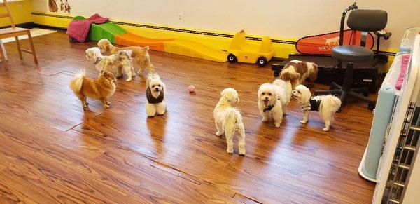 Cookie & Friends
Dog daycare/Dog grooming
Fort Lee NJ