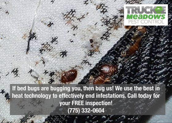 If bed bugs are bugging you, then bug us! Call for your free inspection or visit us online at TMPestControl.com!