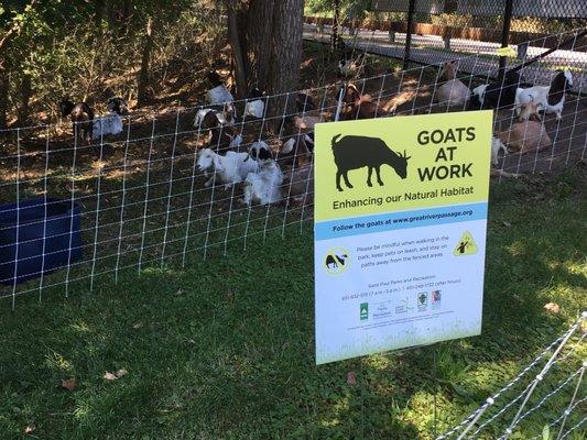 Cute goats resting.