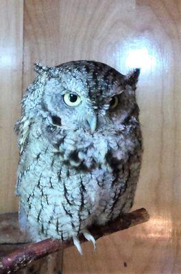 Live owl inside the nature center at Gorman's Park