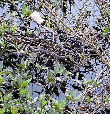 Snake (and litter, sadly) @ the pond near the Ranger Station