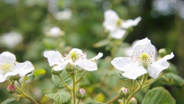 Local flora