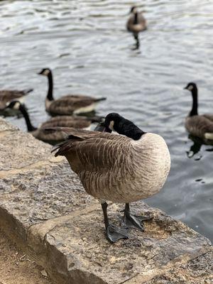 Ducks (Don't feed them bread)