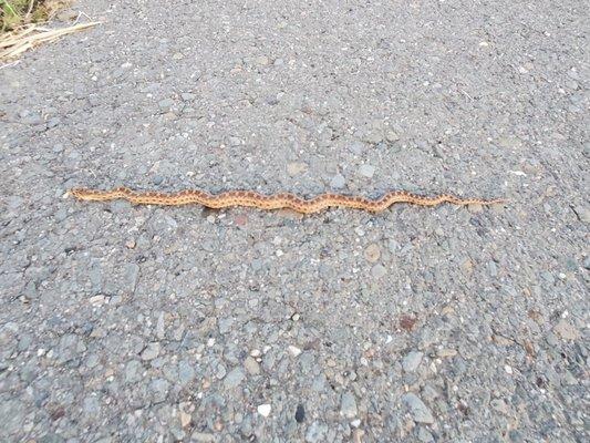 Tiny snake on the trail