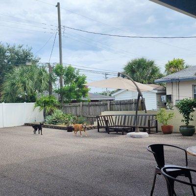 Large patio for dogs to run around while you work and drink your coffee