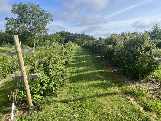 Blackberries on left and raspberries on right