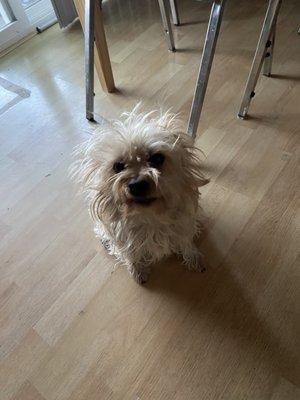 Bad case of bed hair prompted a visit to Laguna County dog Salon!