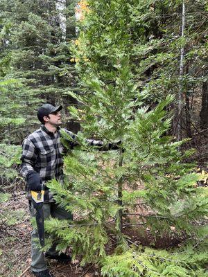 Roberts Christmas Tree Farm