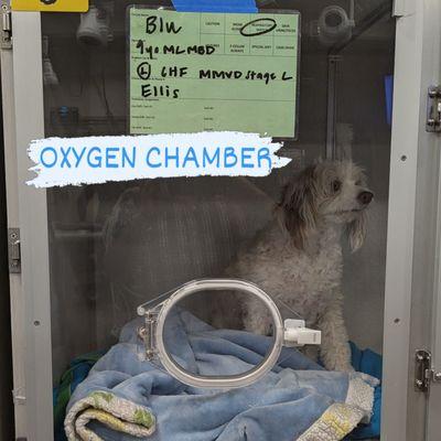 Blu in ICU at university of Colorado Veterinary Hospital in congestive Heart Failure.