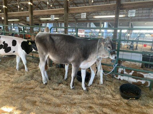 Cattle in the livestock area