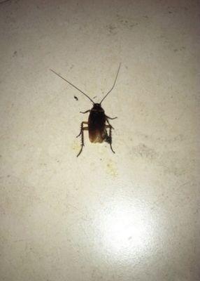 Roach in bath 2nd room