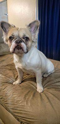 My little long hair French Bulldog says Thank You.