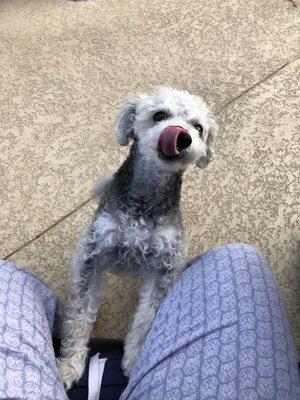 Molly loves her cut and especially her nails trimmed Jessica always does such a good job and Victoria and Debbie the owners are great