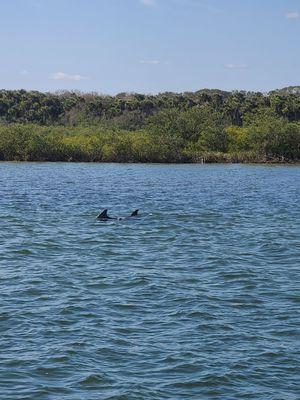 Dolphins