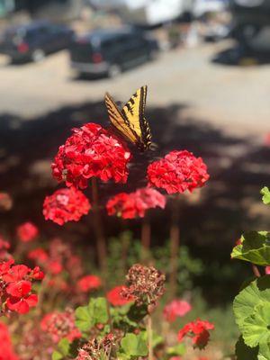 Beautiful flowers at our camp spot.