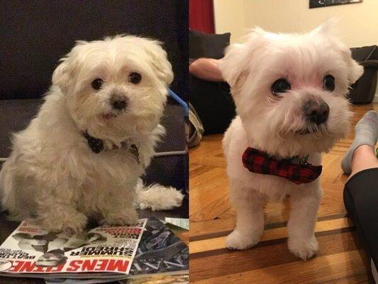 Before grooming and after grooming