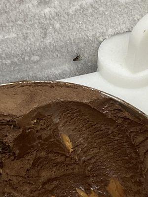 Flies inside ice cream cooler