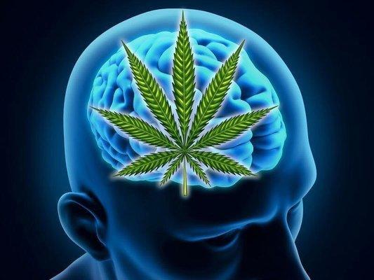 Legal in Florida and the FDA has a patent on cannabis as a neuroprotectant!