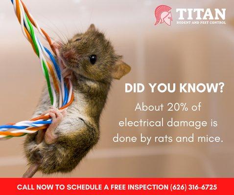 Don't let rodents damage your home! Call us today to schedule a free inspection (626) 316-6725.