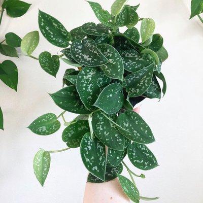 Satin pothos