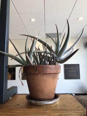 Agave plant!