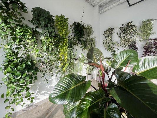 Our plant wall features dozens of beautiful hanging and trailing plants!