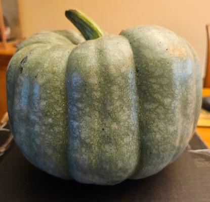 "Blue Doll" hybrid pumpkin. Impulse purchase while food shopping.