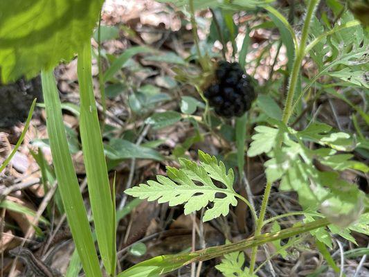 Wild blackberry... remember animals like it too.. be aware..