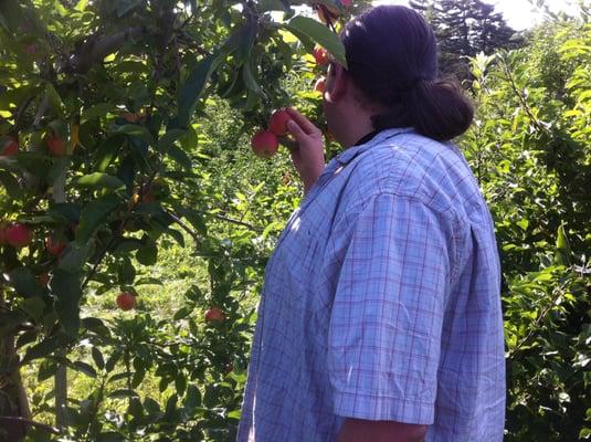 Picking Macouns at Hill Orchard