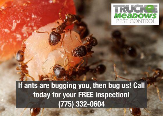 If ants are bugging you, then bug us! Call for your free inspection or visit us online at TMPestControl.com!