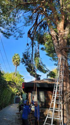 Sherman Oaks Tree Service