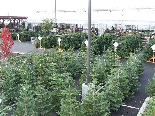 Christmas trees are here for 2024!