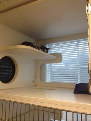 One of our guest hanging out in the kitty condo!