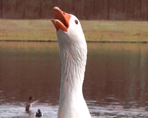 photo of Goose G.