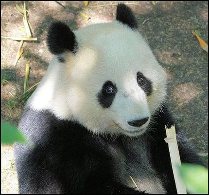 photo of Panda B.