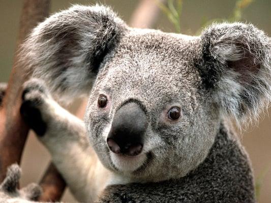 photo of Koala T.