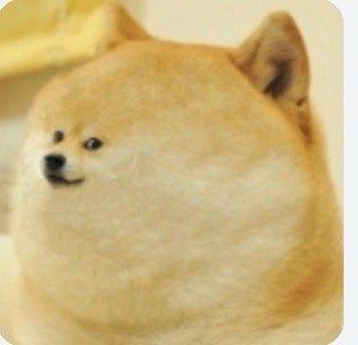 photo of Dogebun19