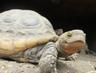 Photo of American Tortoise R.