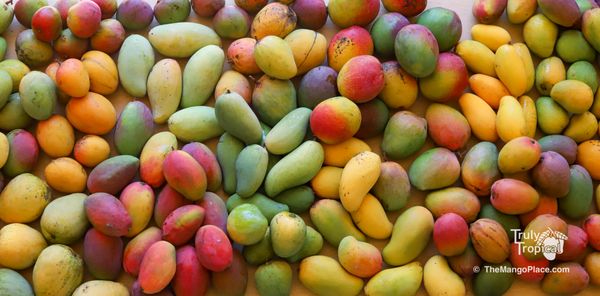 A small selection of the MANY varieties of mangos that we grow!