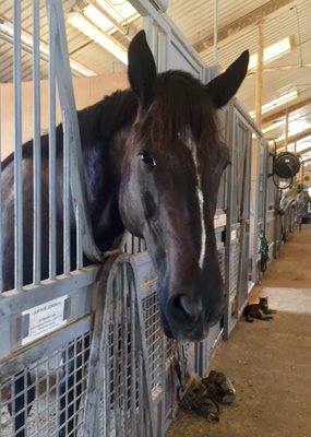 Horse waiting for its snack