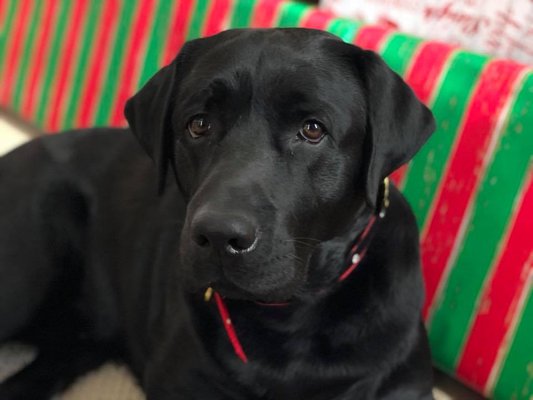 Remy is now a 1.5 year old lab from Plumtree.  He is the perfect dog.