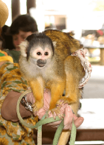 Squirrel Monkey Private Events,Parties