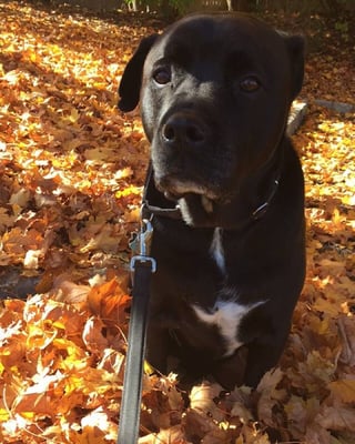 Buddy, The Tax Shoppe Mascot